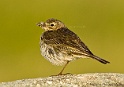 Pipits